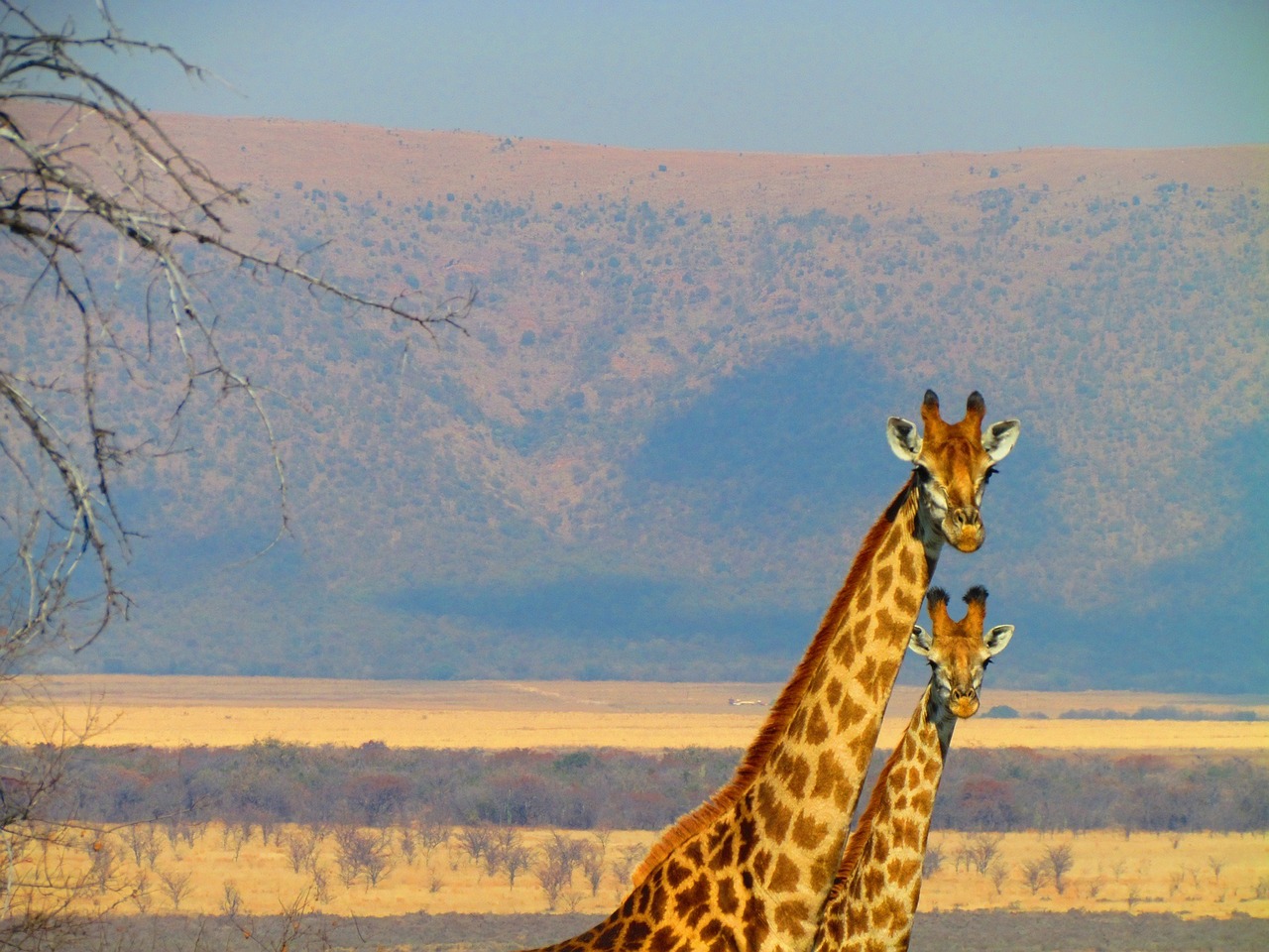 Trip To Africa - Jakes Flea Market